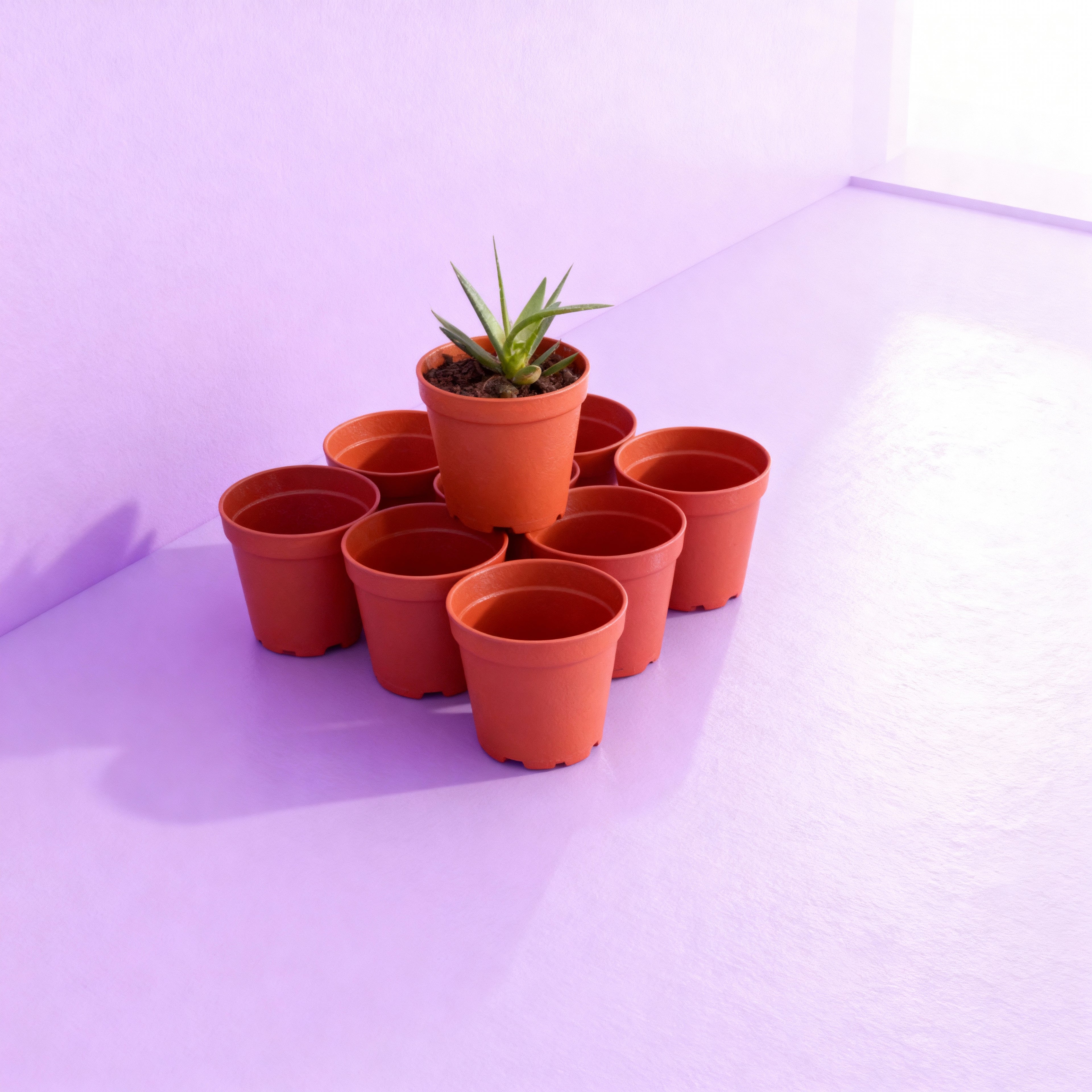 5.5 cm Skulent saksısı 10 Adet